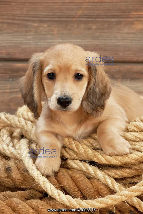 : Dog - Dachshund 7 week old puppy : Dog - Dachshund 7 week old puppy