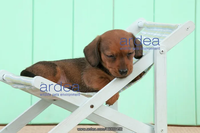 : Dog - Dachshund in a deck chair : Dog - Dachshund in a deck chair
