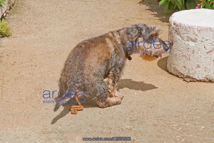 : Dog - Dachshund defeacating : Dog - Dachshund defeacating