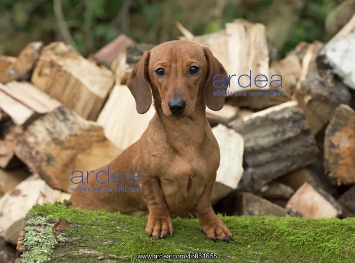 : Dog Dachshund on a log pile : Dog Dachshund on a log pile