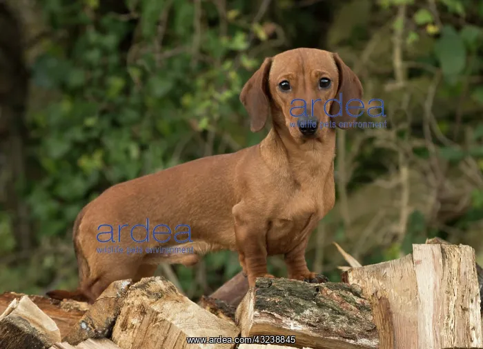 : Dog Dachshund on a log pile : Dog Dachshund on a log pile