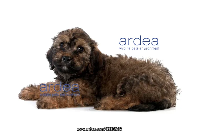 : Dog Dachshund (miniature long haired) 10 week old puppy : Dog Dachshund (miniature long haired) 10 week old puppy