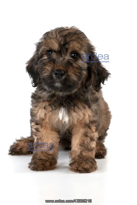 : Dog Dachshund (miniature long haired) 10 week old puppy : Dog Dachshund (miniature long haired) 10 week old puppy