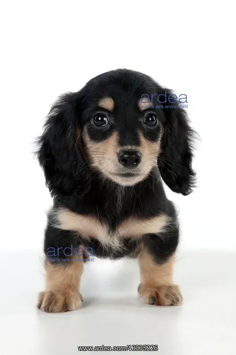 : Dog Dachshund (miniature long haired) 10 week old puppy : Dog Dachshund (miniature long haired) 10 week old puppy