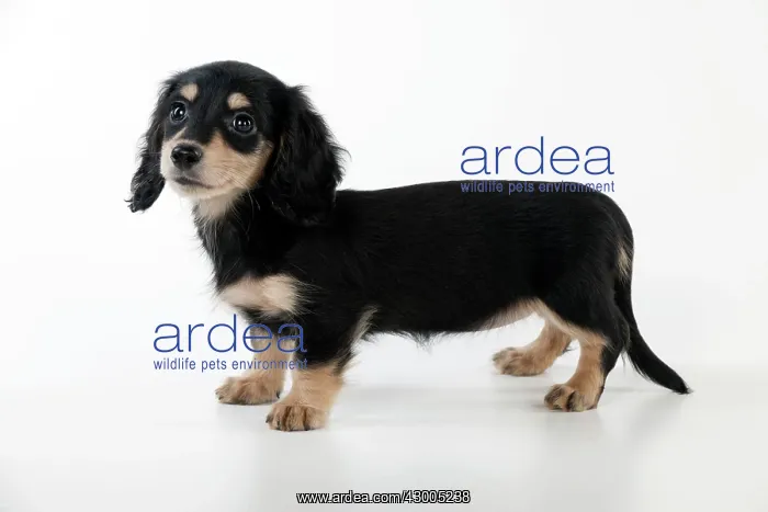 : Dog Dachshund (miniature long haired) 10 week old puppy : Dog Dachshund (miniature long haired) 10 week old puppy
