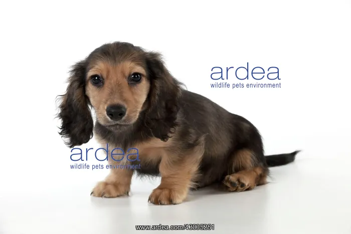 : Dog Dachshund (miniature long haired) 10 week old puppy : Dog Dachshund (miniature long haired) 10 week old puppy