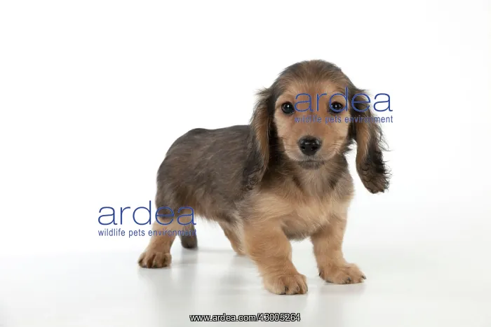 : Dog Dachshund (miniature long haired) 10 week old puppy : Dog Dachshund (miniature long haired) 10 week old puppy