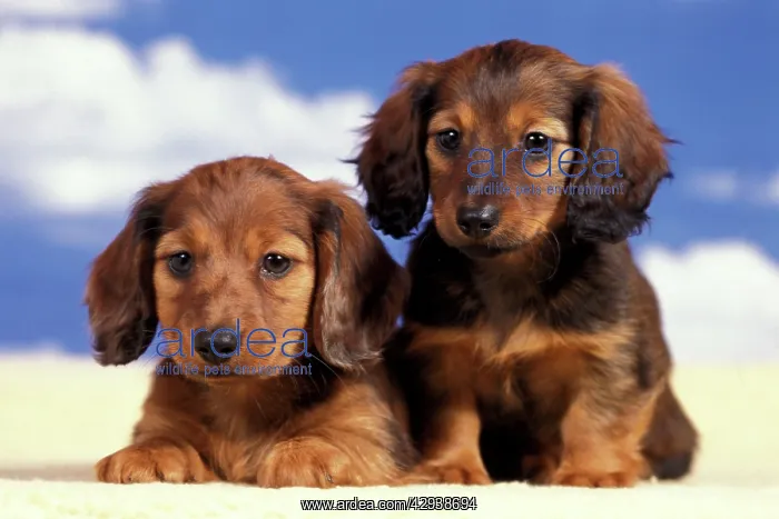 : Dog - Dachshund puppies longhaired, 9 weeks old : Dog - Dachshund puppies longhaired, 9 weeks old