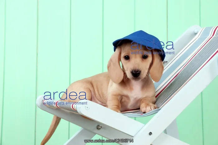 : Dog - Dachshund puppy (7 weeks old )in a deck chair : Dog - Dachshund puppy (7 weeks old )in a deck chair