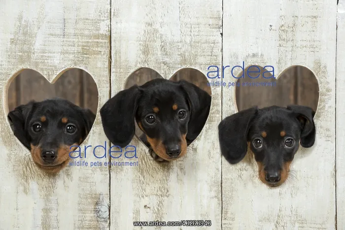 : DOG. Dachshund puppy (9 weeks old ) with its head : DOG. Dachshund puppy (9 weeks old ) with its head