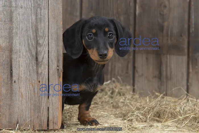: DOG. Dachshund puppy ( 9 weeks old ) looking around : DOG. Dachshund puppy ( 9 weeks old ) looking around
