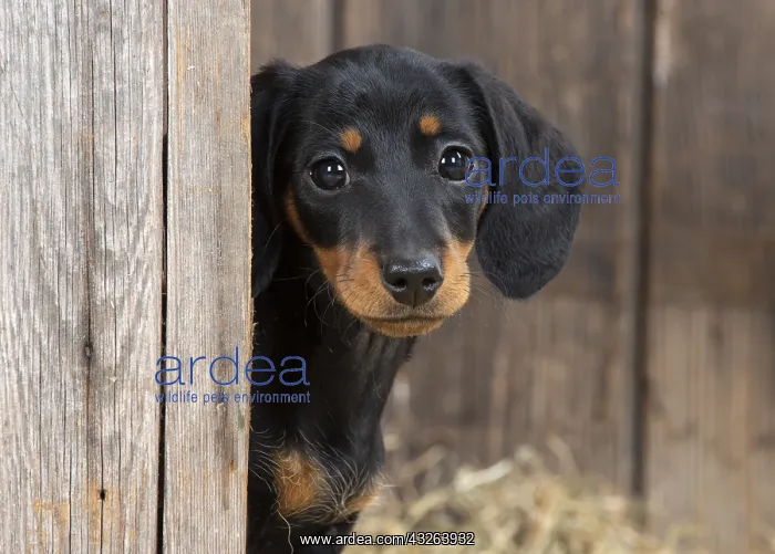 : DOG. Dachshund puppy ( 9 weeks old ) looking around : DOG. Dachshund puppy ( 9 weeks old ) looking around