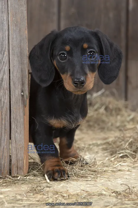: DOG. Dachshund puppy ( 9 weeks old ) looking around : DOG. Dachshund puppy ( 9 weeks old ) looking around