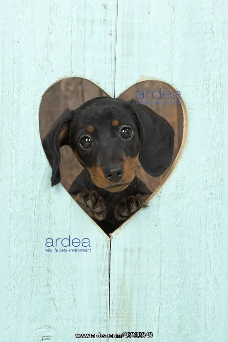 : DOG. Dachshund puppy (9 weeks old ) looking through : DOG. Dachshund puppy (9 weeks old ) looking through