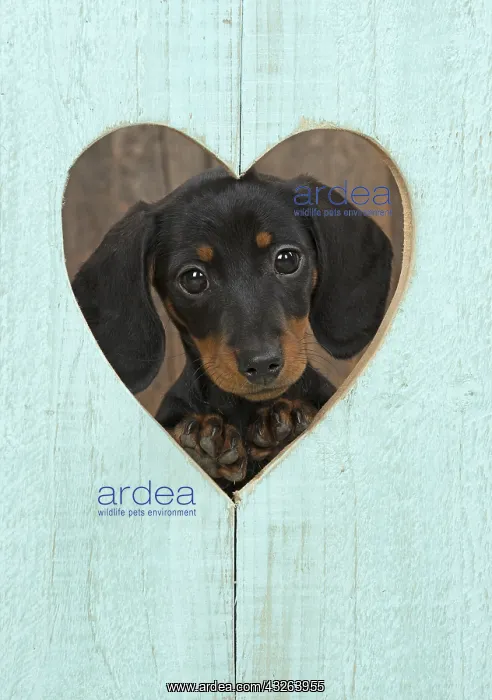 : DOG. Dachshund puppy (9 weeks old ) looking through : DOG. Dachshund puppy (9 weeks old ) looking through
