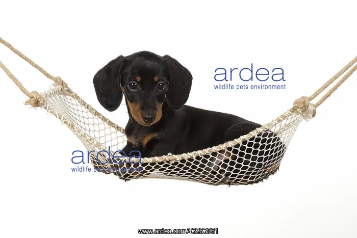 : DOG. Dachshund puppy (9 weeks old ) in a mini hammock : DOG. Dachshund puppy (9 weeks old ) in a mini hammock