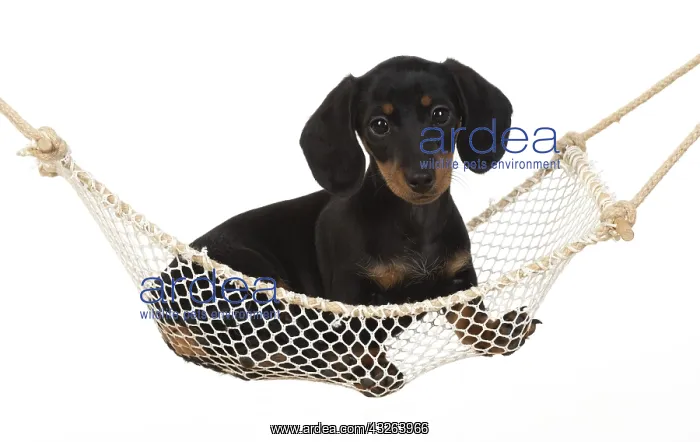 : DOG. Dachshund puppy (9 weeks old ) in a mini hammock : DOG. Dachshund puppy (9 weeks old ) in a mini hammock