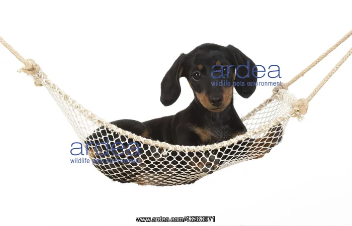 : DOG. Dachshund puppy (9 weeks old ) in a mini hammock : DOG. Dachshund puppy (9 weeks old ) in a mini hammock