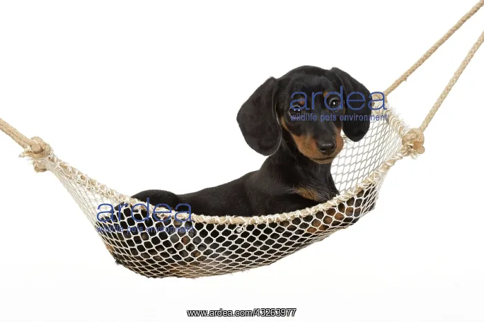 : DOG. Dachshund puppy (9 weeks old ) in a mini hammock : DOG. Dachshund puppy (9 weeks old ) in a mini hammock
