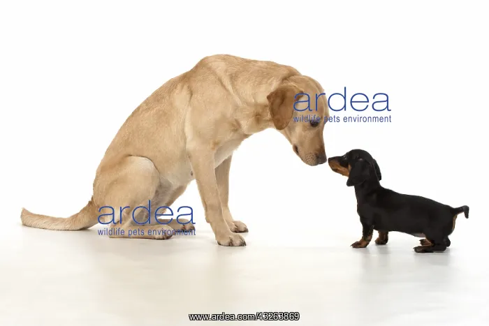 : DOG. Dachshund puppy (9 weeks old ) with a yellow : DOG. Dachshund puppy (9 weeks old ) with a yellow