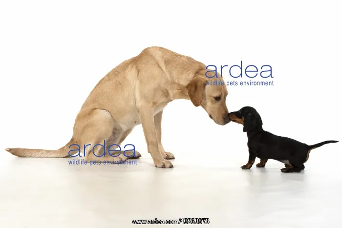 : DOG. Dachshund puppy (9 weeks old ) with a yellow : DOG. Dachshund puppy (9 weeks old ) with a yellow