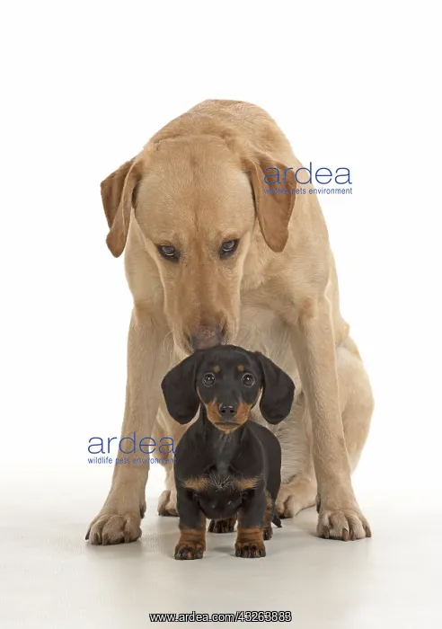 : DOG. Dachshund puppy (9 weeks old ) with a yellow : DOG. Dachshund puppy (9 weeks old ) with a yellow