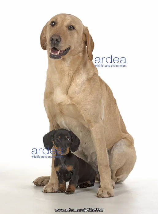: DOG. Dachshund puppy (9 weeks old ) with a yellow : DOG. Dachshund puppy (9 weeks old ) with a yellow