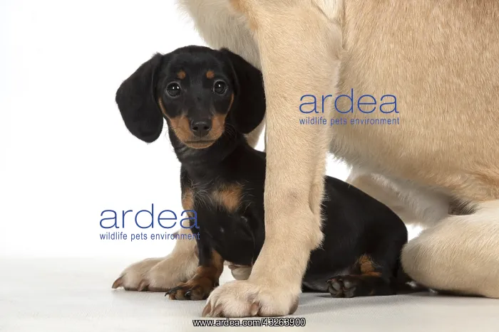 : DOG. Dachshund puppy (9 weeks old ) with a yellow : DOG. Dachshund puppy (9 weeks old ) with a yellow