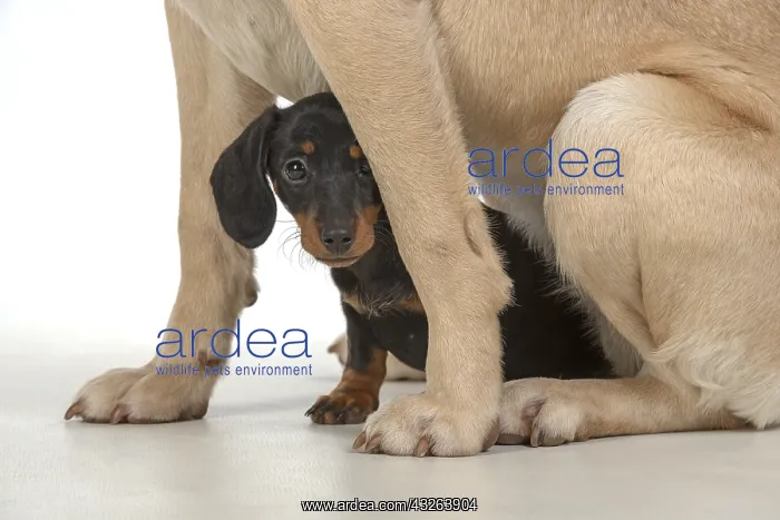 : DOG. Dachshund puppy (9 weeks old ) with a yellow : DOG. Dachshund puppy (9 weeks old ) with a yellow