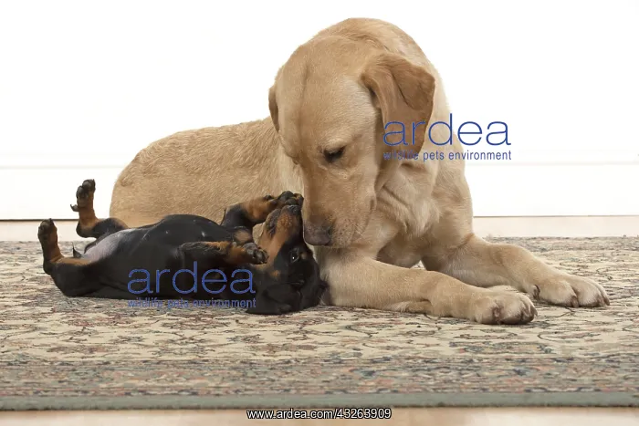 : DOG. Dachshund puppy (9 weeks old ) with a yellow : DOG. Dachshund puppy (9 weeks old ) with a yellow