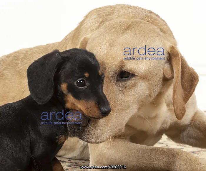 : DOG. Dachshund puppy (9 weeks old ) with a yellow : DOG. Dachshund puppy (9 weeks old ) with a yellow