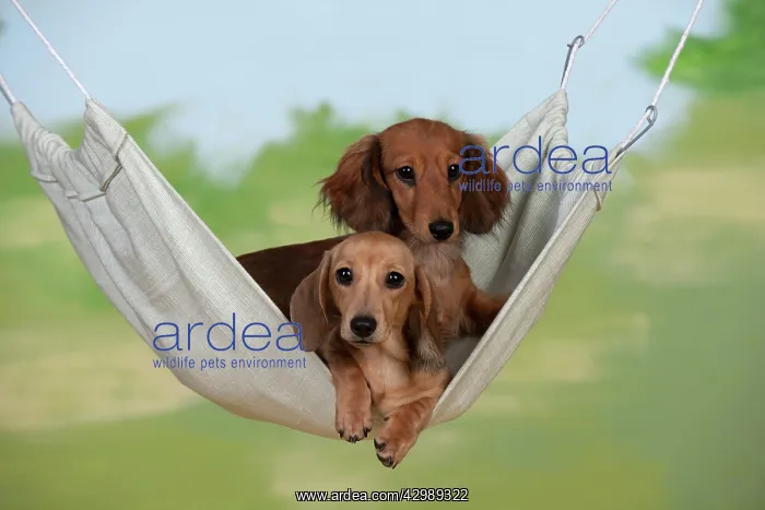 : DOG - Dachshunds sitting in hammock : DOG - Dachshunds sitting in hammock