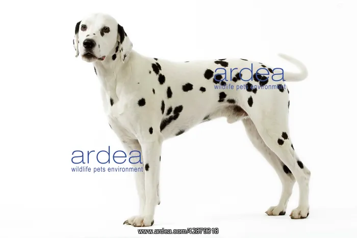: Dog - Dalmatian : Dog - Dalmatian