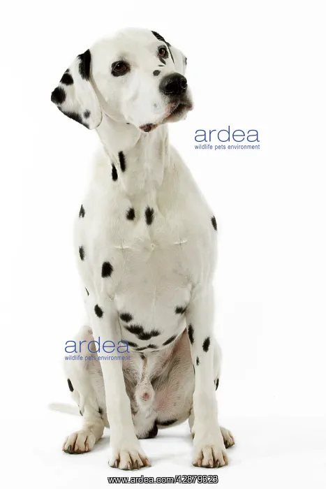 : Dog - Dalmatian : Dog - Dalmatian