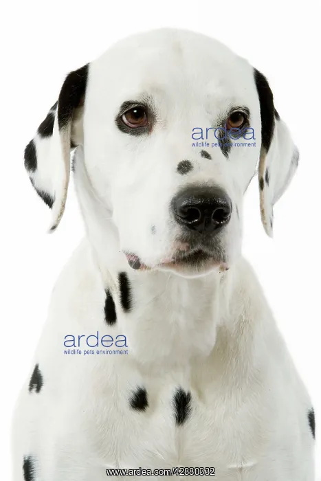  : Dog - Dalmatian