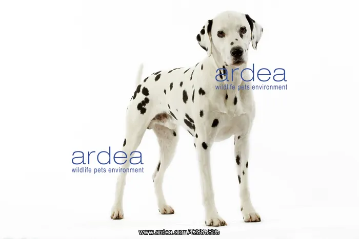 : Dog - Dalmatian : Dog - Dalmatian