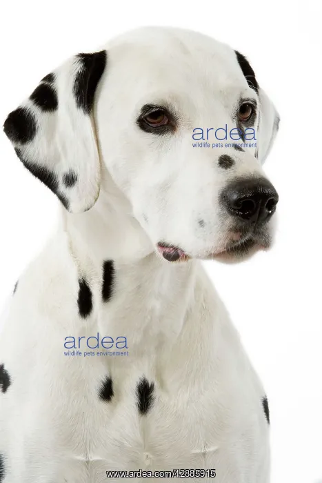 : Dog - Dalmatian : Dog - Dalmatian