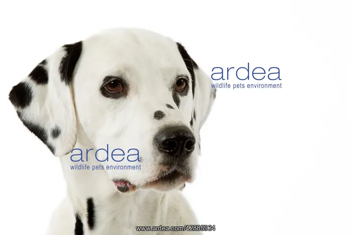 : Dog - Dalmatian : Dog - Dalmatian
