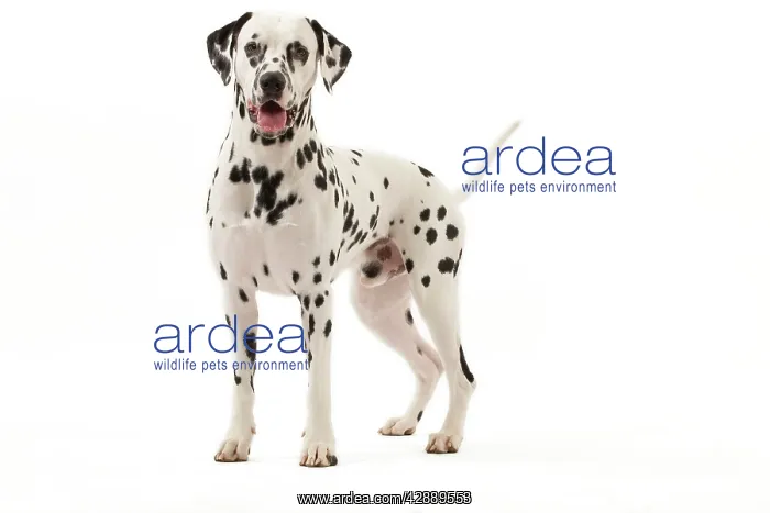 : Dog - Dalmatian : Dog - Dalmatian