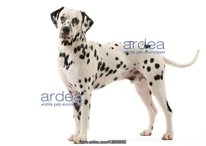 : Dog - Dalmatian : Dog - Dalmatian