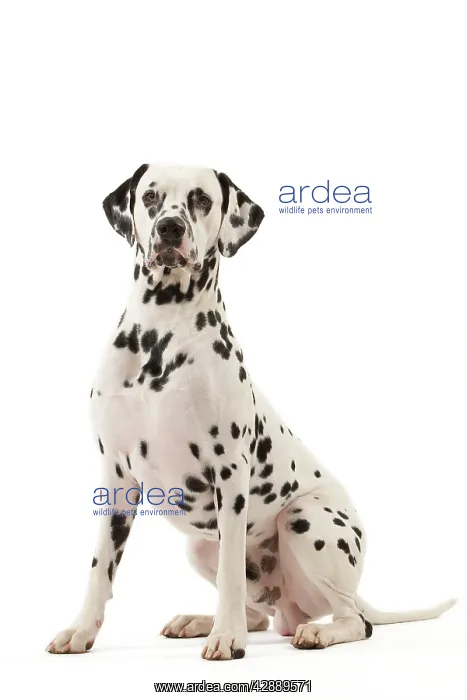 : Dog - Dalmatian : Dog - Dalmatian