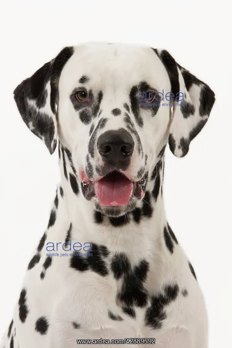  : Dog - Dalmatian