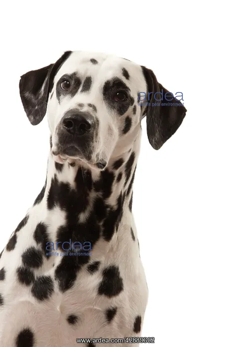 : Dog - Dalmatian : Dog - Dalmatian