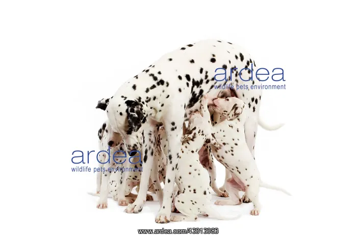 : Dog - Dalmatian : Dog - Dalmatian