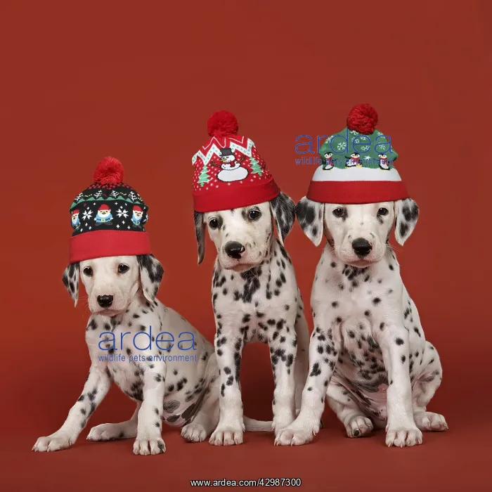 : Dog - Dalmatian - 6 week old puppies wearing : Dog - Dalmatian - 6 week old puppies wearing