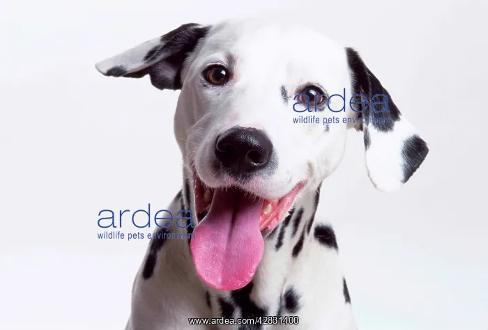 : DOG - DALMATIAN - Close up Head - Laughing