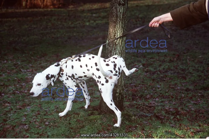 : DOG - Dalmatian cocking leg against tree : DOG - Dalmatian cocking leg against tree
