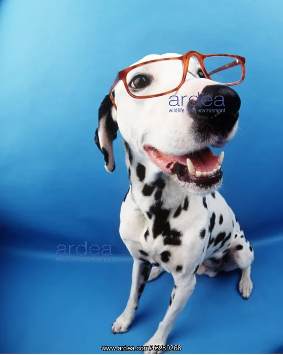 : DOG - DALMATIAN with glasses - fish-eye lense : DOG - DALMATIAN with glasses - fish-eye lense