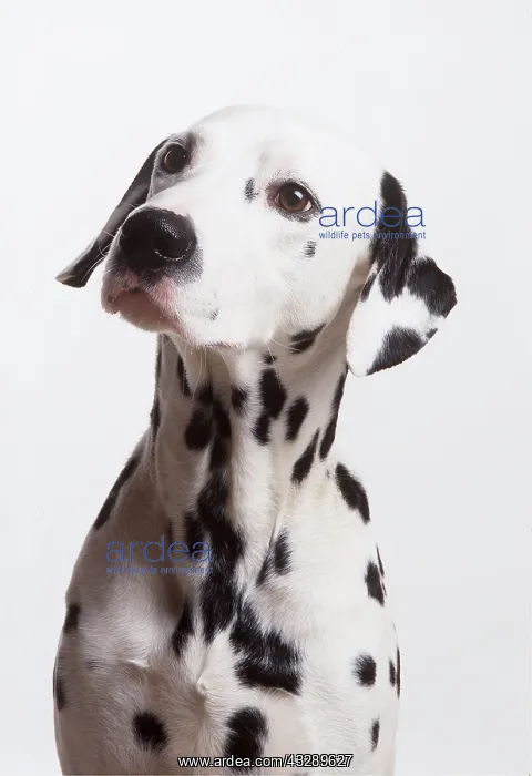 : DOG - DALMATIAN - Head & neck close up : DOG - DALMATIAN - Head & neck close up