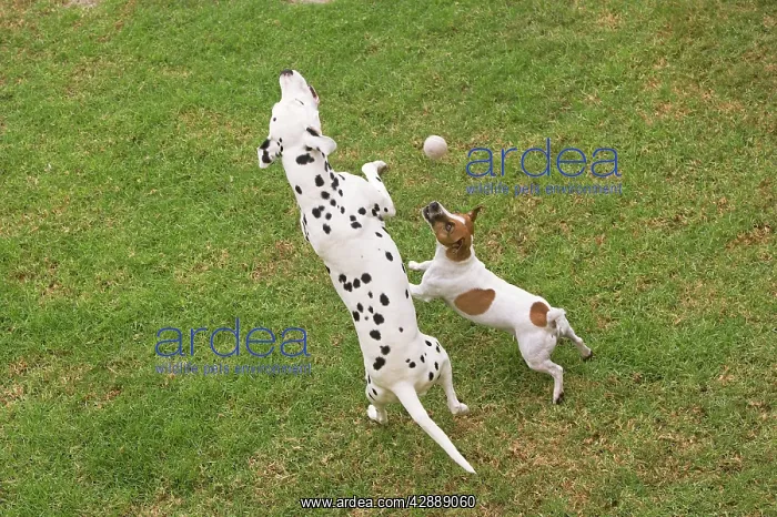 : Dog - Dalmatian & Jack Russell Terrier playing : Dog - Dalmatian & Jack Russell Terrier playing